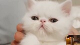 Trivia tentang hewan peliharaan: Apa ras kucing di anime ini?