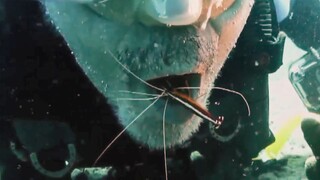 【精彩片段】人类也来享受清洁虾的服务！最友善的海洋生物~