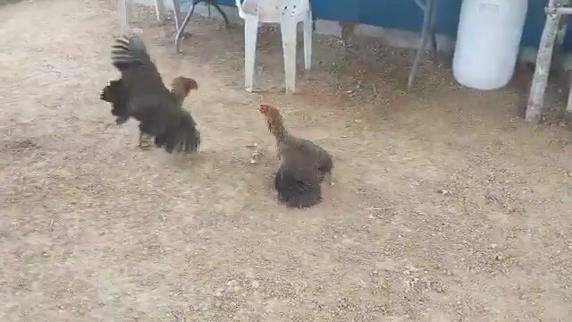 Hi Action Hens
