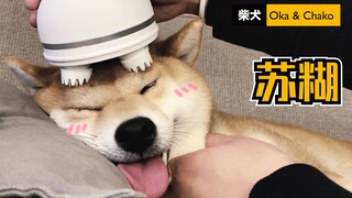 【柴犬Oka】网红猫咪按摩器，柴犬用会有什么反应？