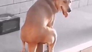 [Hewan]Anjing Tingkat Tinggi