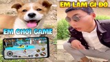 Thú Cưng Vlog | Bông Bé Bỏng Ham Ăn Và Bí Ngô #8 | Chó thông minh vui nhộn | Smart dog funny pets