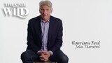 The Call of the Wild | Harrison Ford reads excerpts from the legendary novel | 20th Century Studios