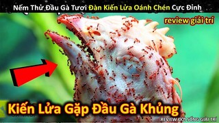 Nếm Thử Đầu Gà Tươi Đàn Kiến Lửa Cực Chiến Oánh Chén Sạch Sành Sanh || Review Giải Trí Đời Sống