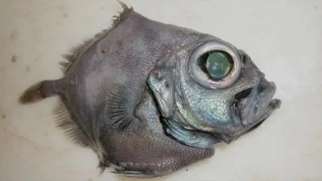 Weird Fish 2