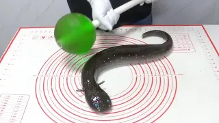 Make an electric eel out of sugar and hit it with this big hammer