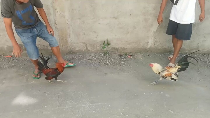 4 months vs 6 months  (SPARRING) 🐓‼️
