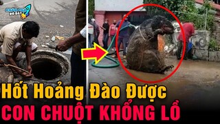 ✈️ 7 Phát Hiện Không Ngờ Ở Dưới Cống Khiến Ai Xem Cũng Phải Nổi Da Gà Khi Thấy Chúng|Khám Phá Đó Đây