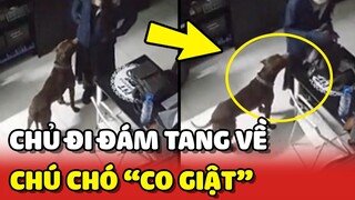 Chú chó SỢ HÃI và CO GIẬT khi tiếp xúc chủ vừa đi ĐÁM TANG về 😳 | Yêu Lu