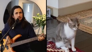 The Kiffness x Lonely Cat - Sometimes I'm Alone (Singing Cat) TIKTOK VIRAL 2023