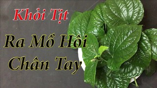 Cách chữa dứt điểm ra mồ hôi chân tay tại nhà chỉ với 1 nắm lá lốt ( mẹo chữa bệnh )