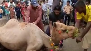 Camel Ki Qurbani #short