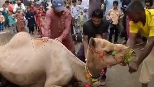 Camel Ki Qurbani #short