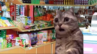 【Meme kucing】Saya pergi tinggal di pegunungan selama sebulan dan kembali untuk menemukan bahwa saya 