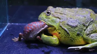 Bullfrog vs lizard