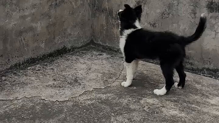 Border Collie là Border Collie, Chó bay là Chó bay