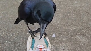 Burung gagak melepaskan ikatan tali sepatunya, mengira dia telah melepaskan ikatan tali yang memenja