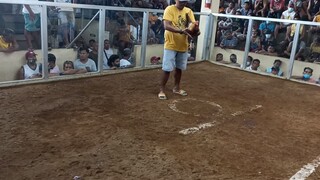 bacacay