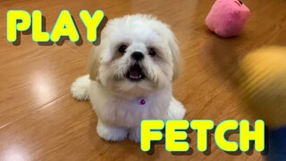 Cute Shih Tzu Puppy Learns How To Play Fetch