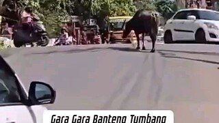 Banteng Kalah Ngamuk