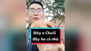 Trả lời  Chuối đây nhé cả nhà ơi. Mẹ Chuối ở Hải Phòng cơ. cunyeucuadua chó chócon chókhôn chócute