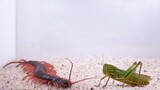 [Hewan Merayap] Kelabang Raksasa vs Chondacriris rosea Raksasa 