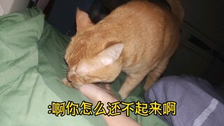 关于我阳了躺了一天我家猫以为我寄了这件事