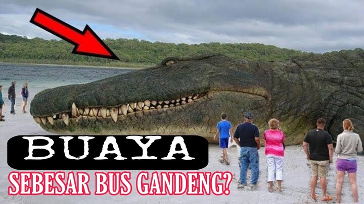 Buaya terbesar yang menghebohkan dunia, big crocodile in the world