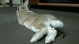 How does a rabbit poop?