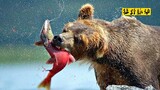 《棕 熊 的 鲑 鱼 盛 宴》