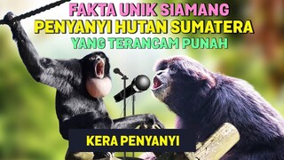 Tau Belum? Ternyata SIAMANG Adalah Hewan Paling Setia dan Suaranya Merdu - Fakta Unik Owa Siamang