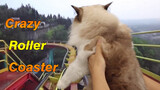 Take a Cat for a Roller Coaster Ride. Calm Niu Dagui.