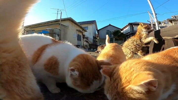 Surga Kucing Oranye