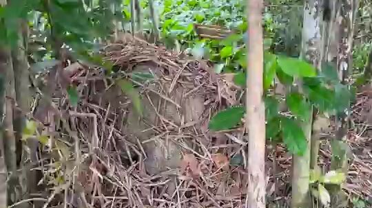 watch catch snake in forest