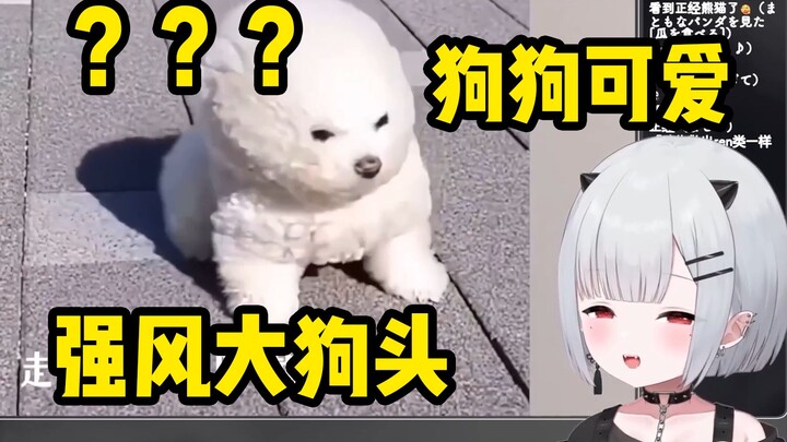 宝宝看《强=͟͟͞͞风=͟͟͞͞大=͟͟͞͞狗=͟͟͞͞头=͟͟͞͞》狗狗可爱【新人日V】