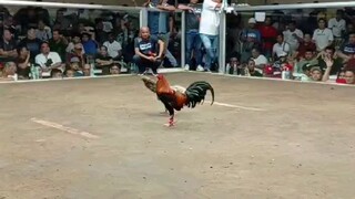 Araw ng davao at Davao Matina 4lineGf Dirty Dom henny