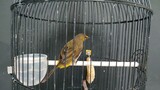 Suara Burung Rengganis Gacor Door| Burung mu Langsung Ikut Bersuara