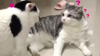 Two Cats Fight Against Each Other