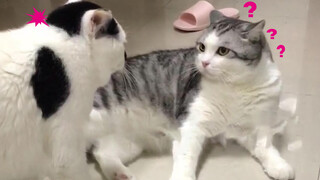 Two Cats Fight Against Each Other