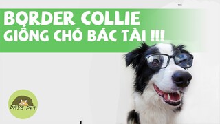 Border collie - giống cho THÔNG MINH bậc nhất thế giới | Dayspet