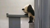 The giant panda Pangniu rushes to have food