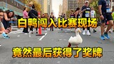 马拉松比赛意外闯入一只鸭子，没想到突破终点后，意外获得了奖牌