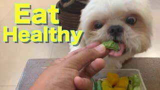 Shih Tzu Dog Eats Raw Veggies to Start The Year Right | Cute & Funny Shih Tzu Dog Video