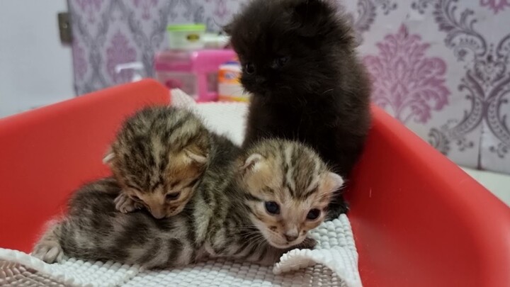 Anak Bengal Sama Persia