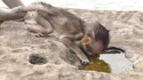 Poor Baby Monkey Charlee So Thirsty Drink Water! Which Store On Stone After Rain!