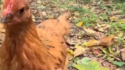 What do chickens prefer to eat?