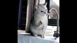 Best Funny Animals Video 2022  Newest Cats and Dogs Videos of the Week