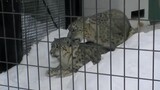 Animal | Serval Cat Has Witnessed The Mating Of Snow Leapards