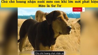 Chú chó hoang nhận nuôi mèo con, lớn lên mới biết là sư tử