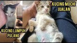 Alhamdulillah Kucing Lumpuh Mirip Icang Sudah Pulang Dari Klinik Kucing Mochi Bantu Jualan..!